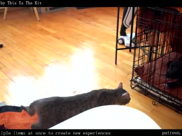 girl
        ms_dira cam image #6609329
