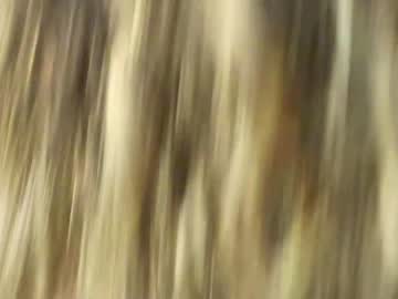girl
        misslullu cam image #2982892